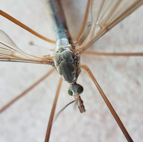 Tipula paludosa